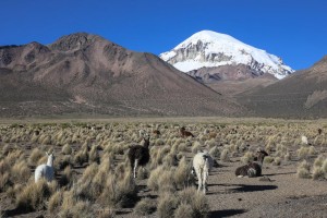 2021年社保新规定是什么？做了哪些调整？